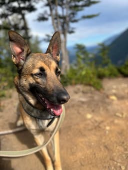 Perro de la comunidad